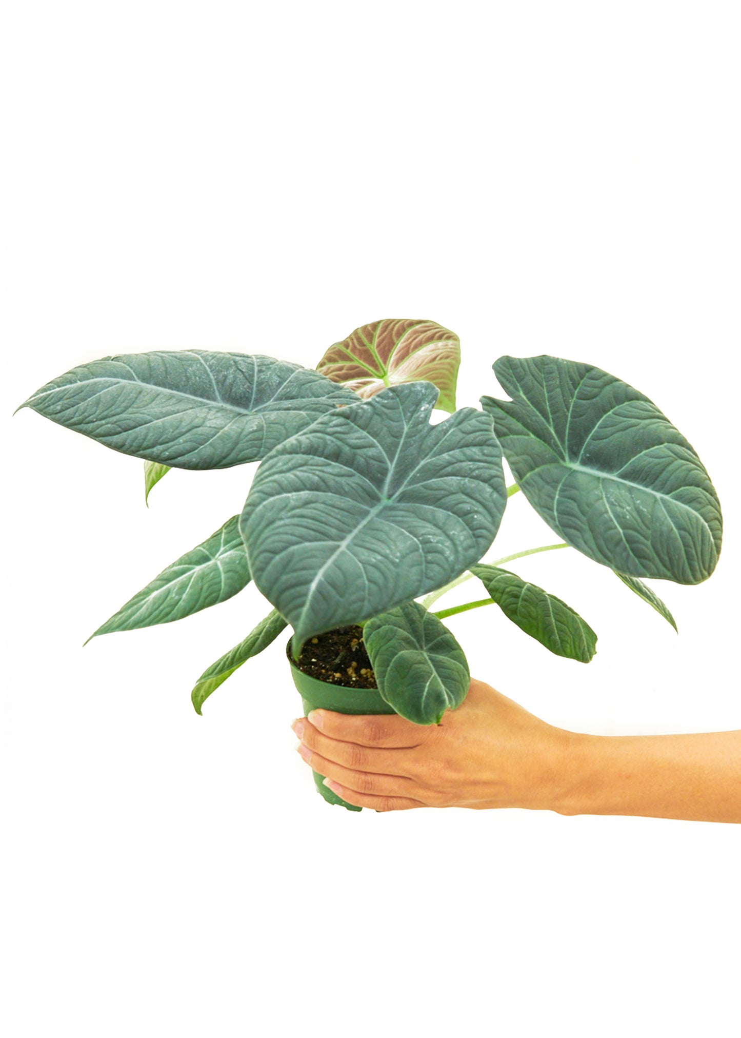 Alocasia 'Grey Dragon', Small