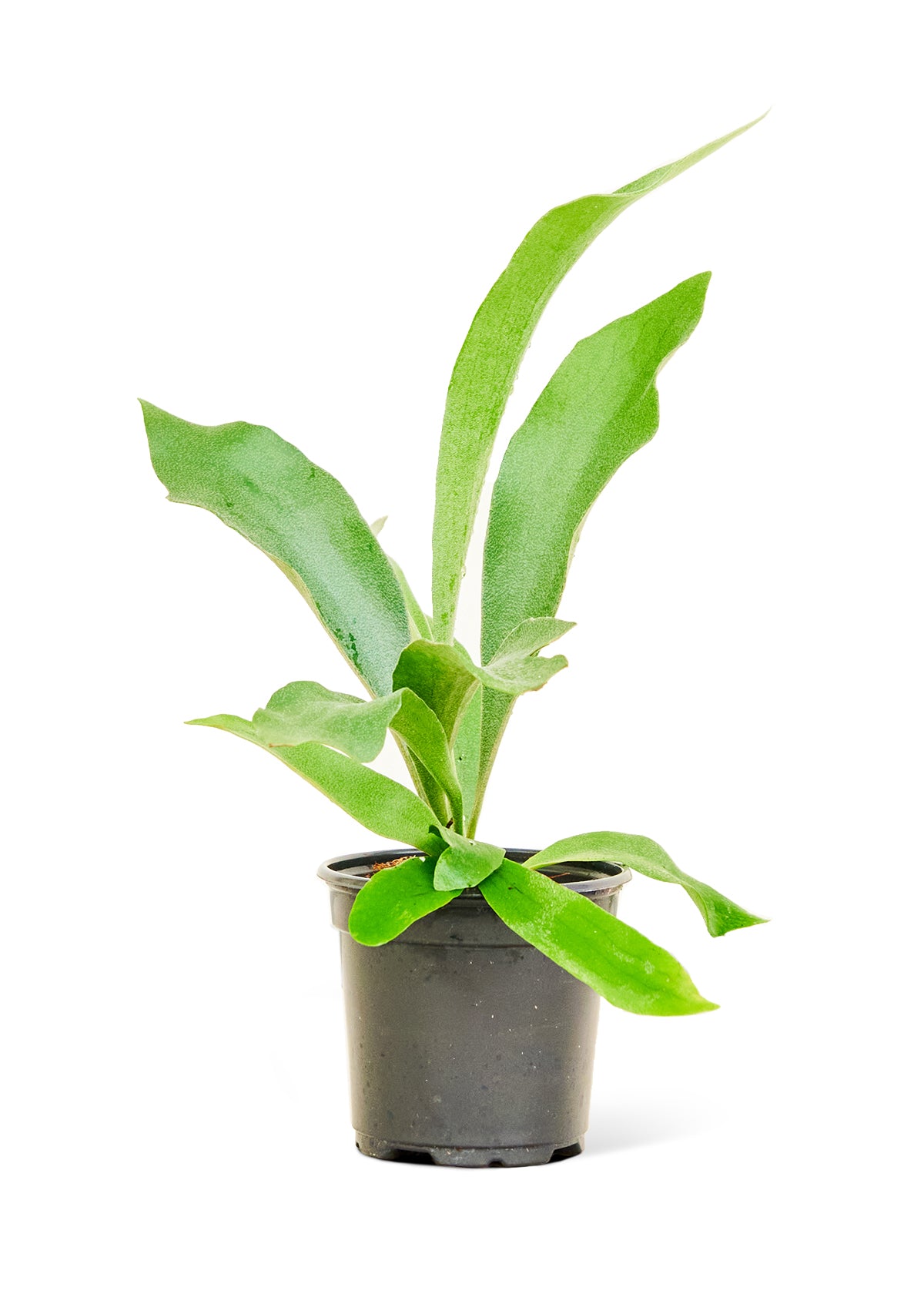 Staghorn Fern, Small