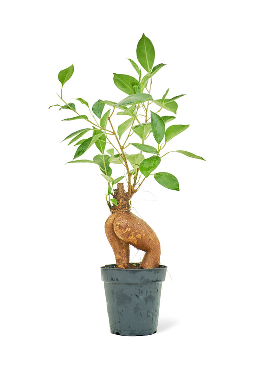 Ficus 'Ginseng', Small