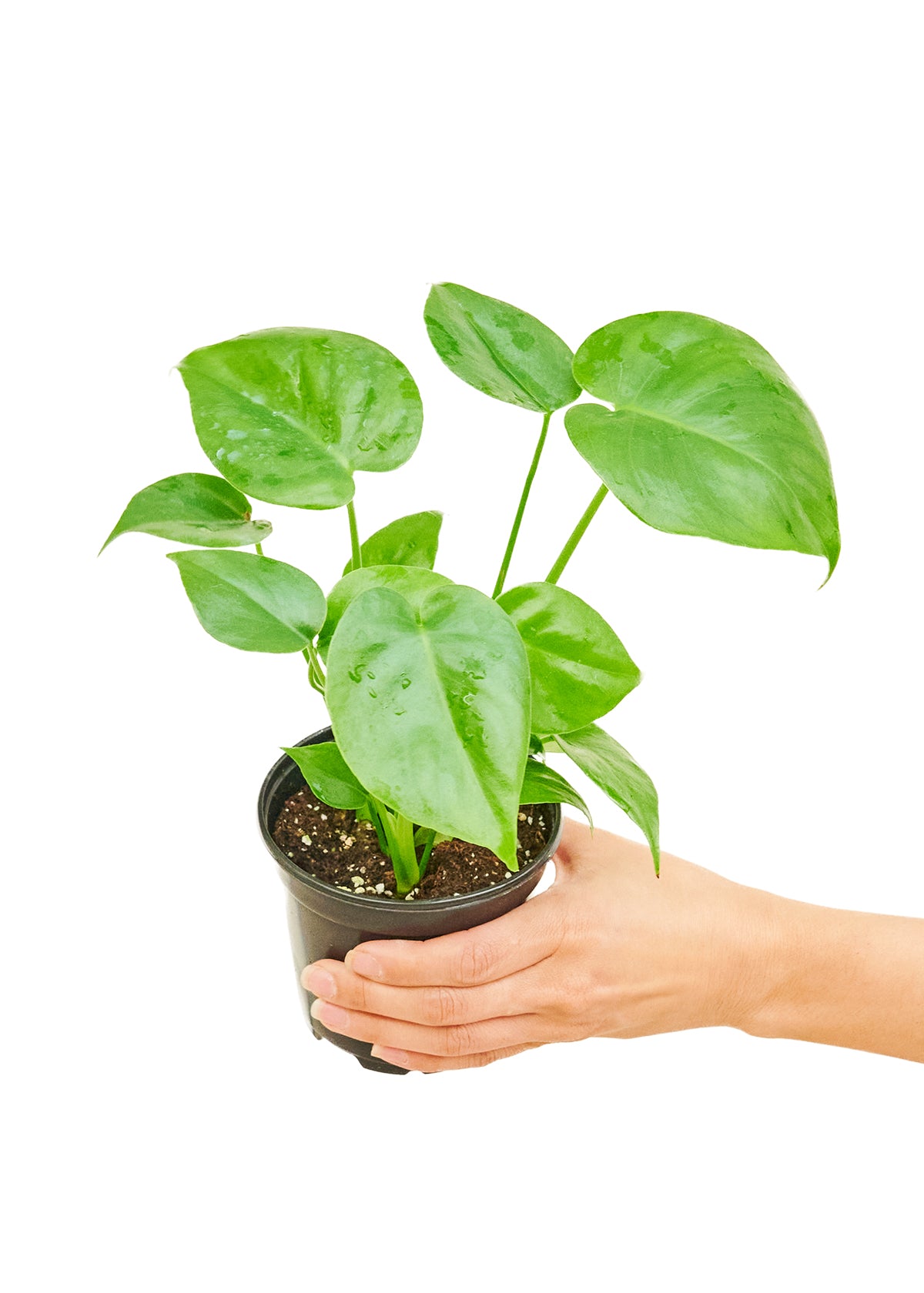 Monstera Swiss Cheese Plant, Small