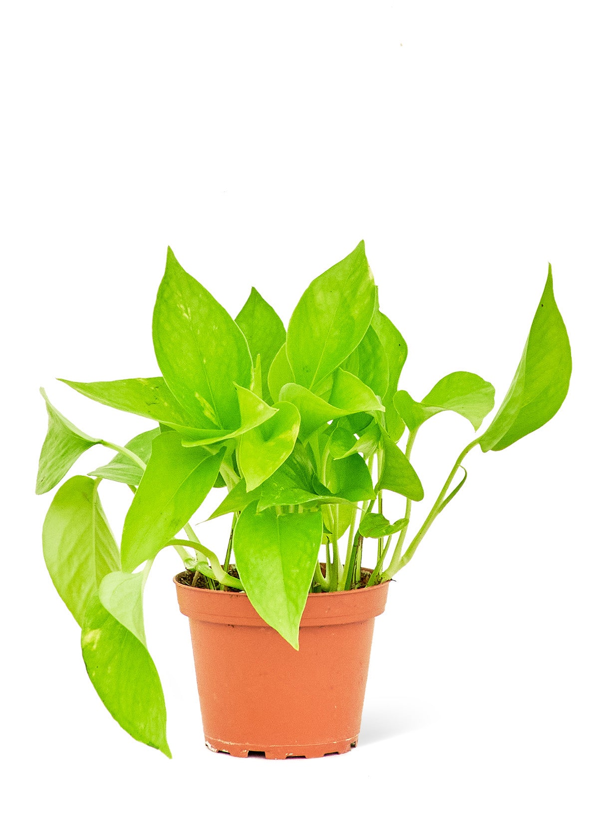 Golden Pothos, Small