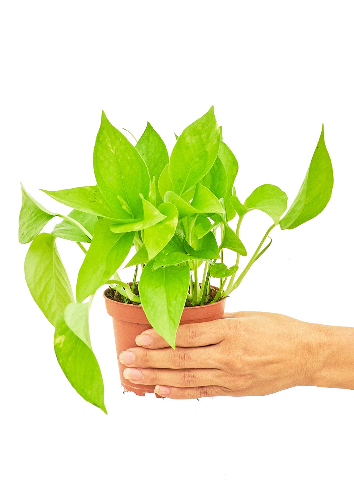 Golden Pothos, Small