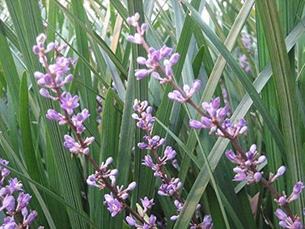 Evergreen Giant Liriope Muscari - 3 Live Plants - Drought Tolerant Low Maintenan