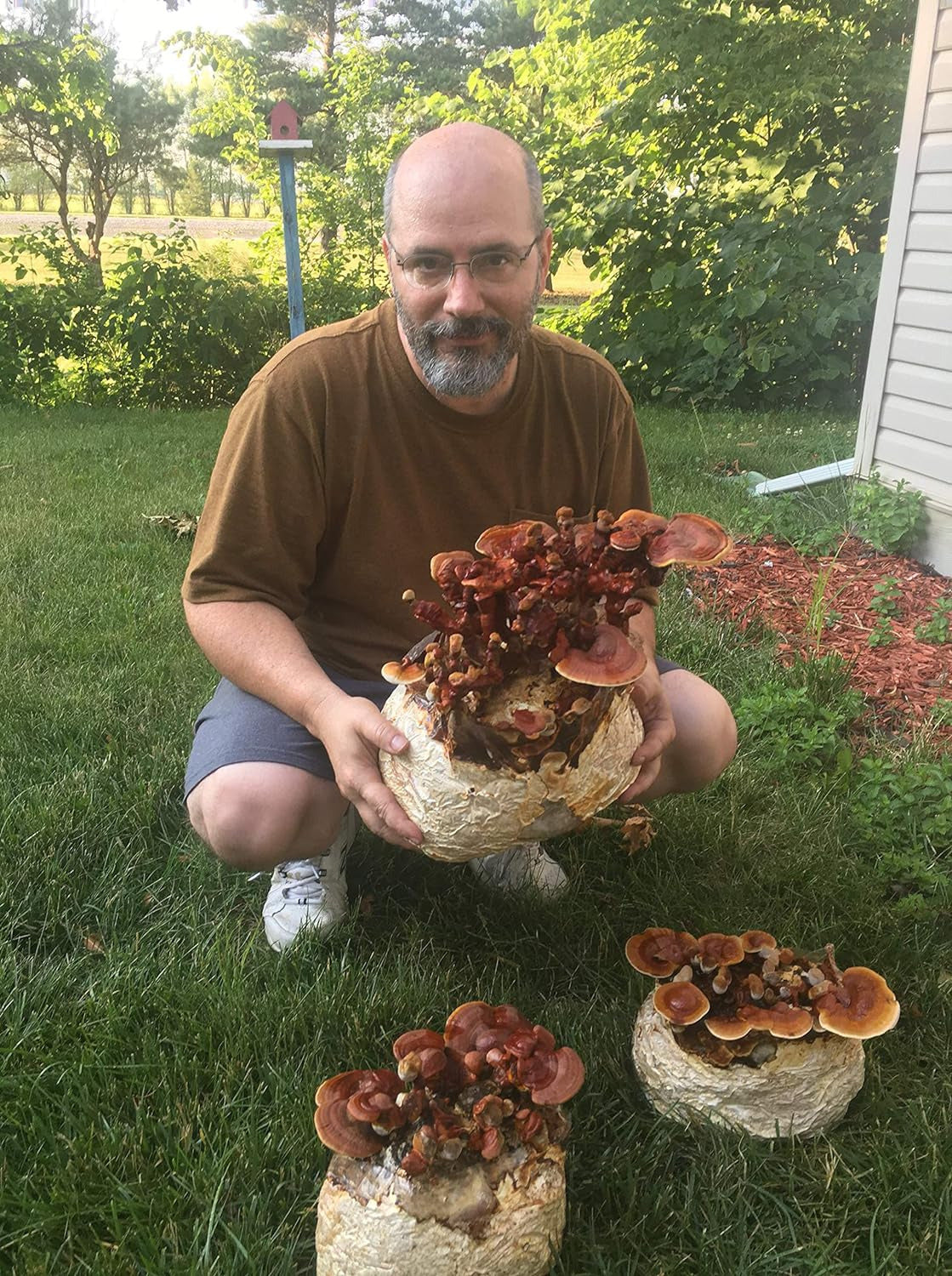 Mushroom Man LLC, Reishi Mushroom Kit - Indoor Growing Kit.