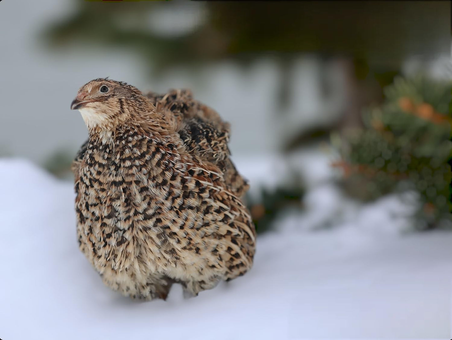 Jumbo Coturnix Quail Hatching Fertile Eggs - 12 Count+