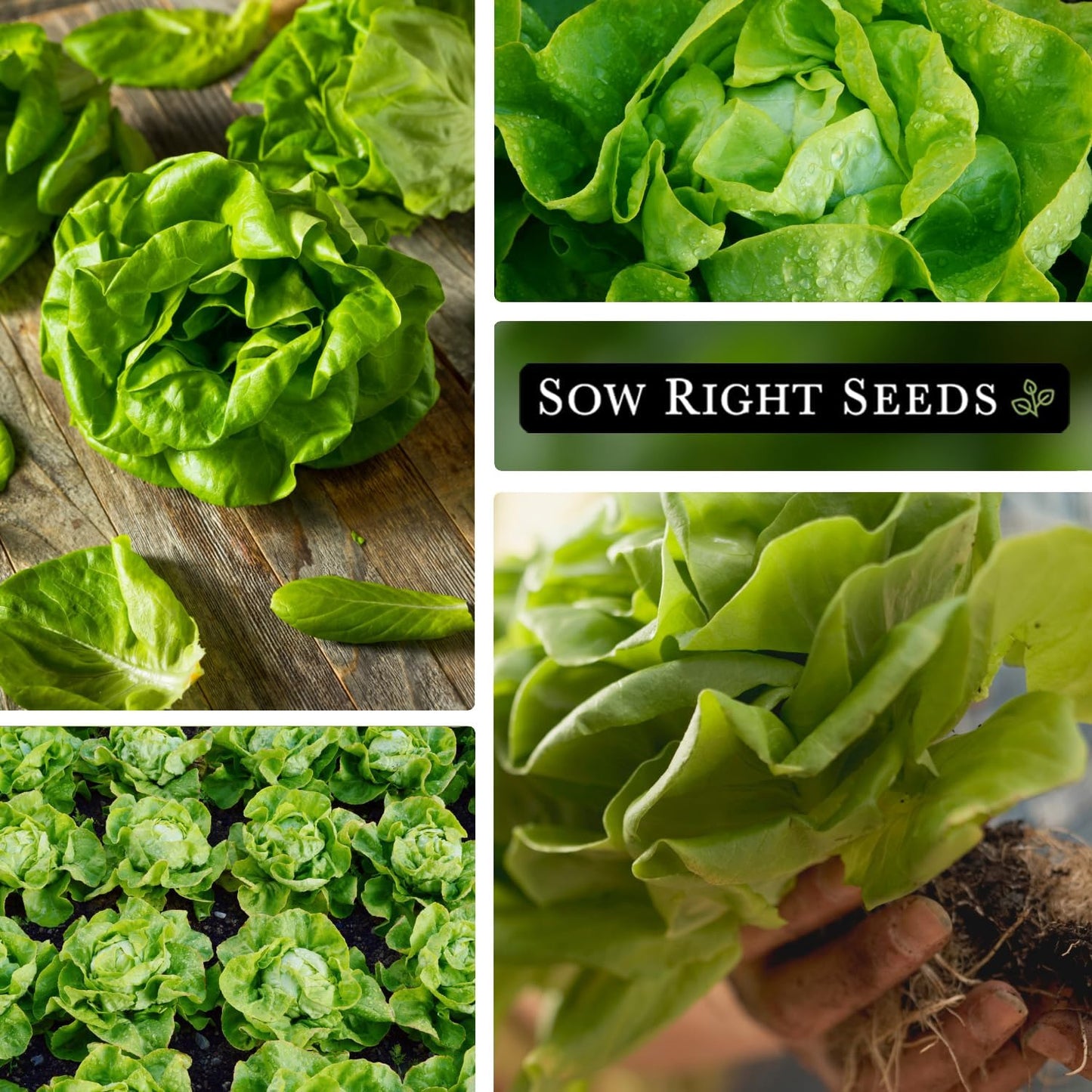 - Buttercrunch Lettuce Seeds for Planting - Non-Gmo Heirloom Packet with Instruc