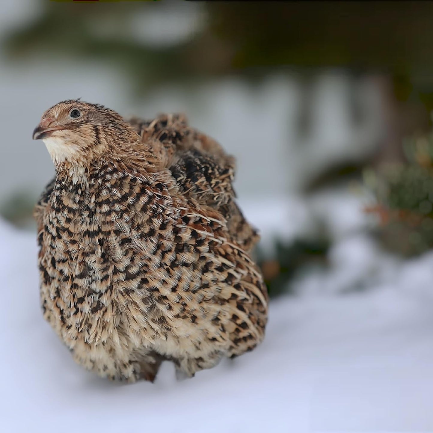 48+ Coturnix Quail Fertile Hatching Eggs