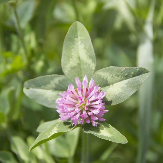 Organic Alsike Clover - 1 OZ ~15,625 Seeds - Organic, Open Pollinated, Non-Gmo -