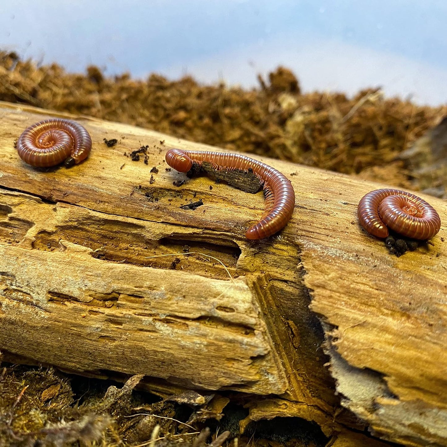 Live Scarlet Millipede - Beginners Pet - Educational Fun