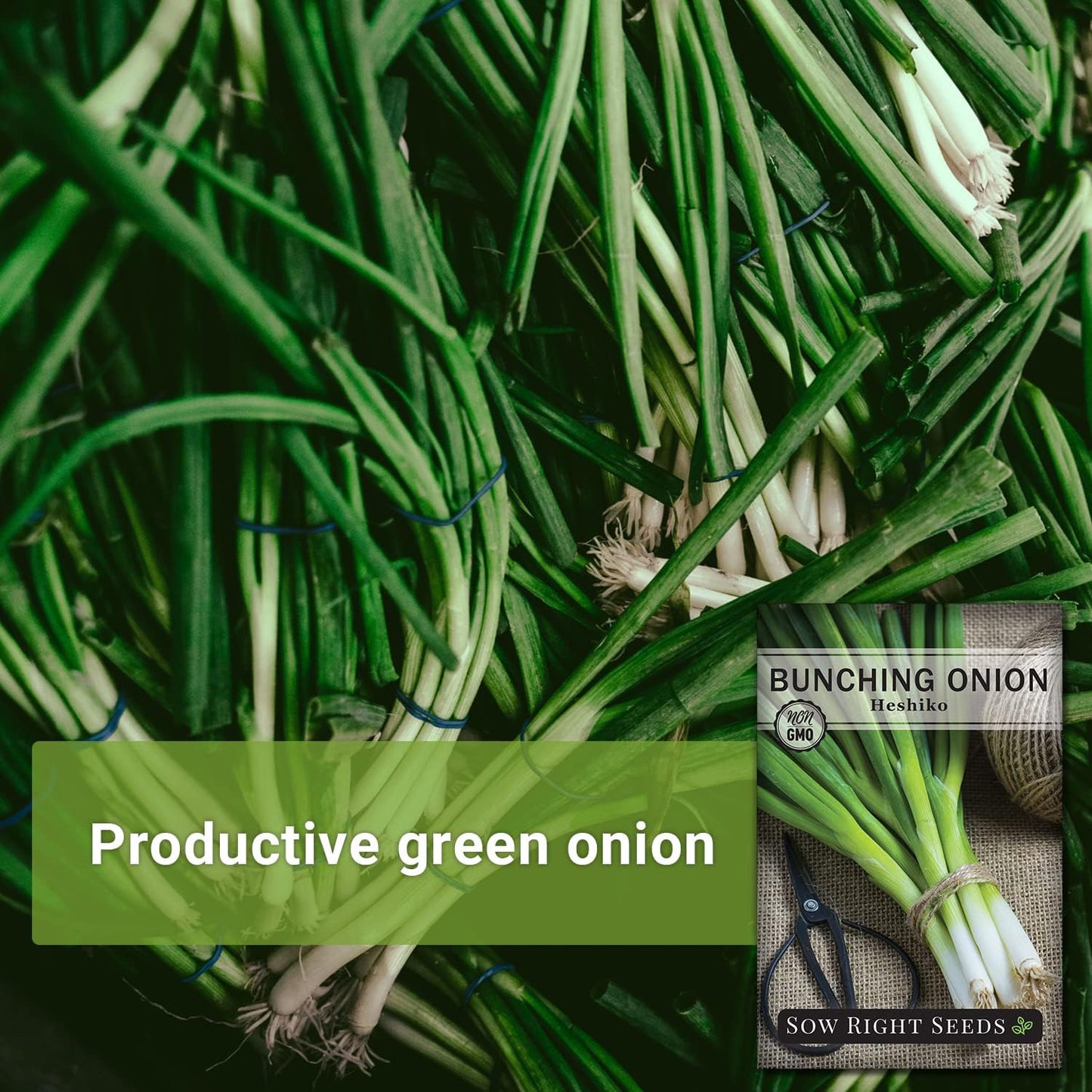 - Heshiko Japanese Bunching Green Onion Seeds for Planting - Non-Gmo Heirloom -