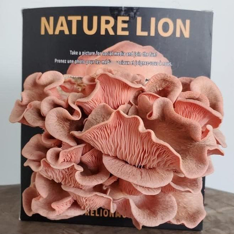 Pink Oyster Mushroom Grow Kit - Grow Your Own Mushrooms at Home - Harvest in Jus