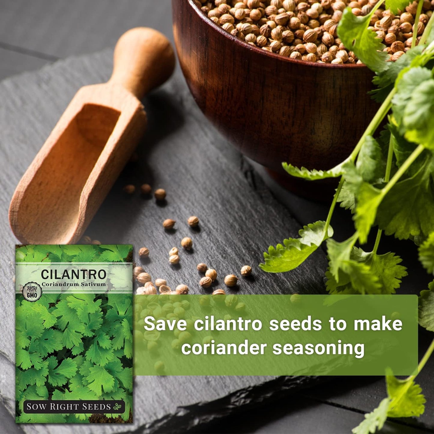 - Cilantro Seeds for Planting - Non-Gmo Heirloom Packet with Instructions to Gro