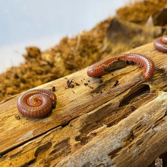 Live Scarlet Millipede - Beginners Pet - Educational Fun