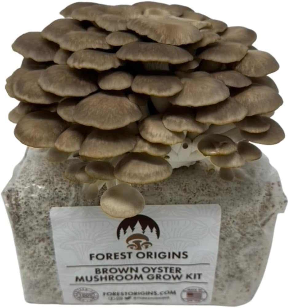 Brown Oyster Mushroom Grow Kit, Beginner Friendly & Easy to Use, Grows in 10 Day