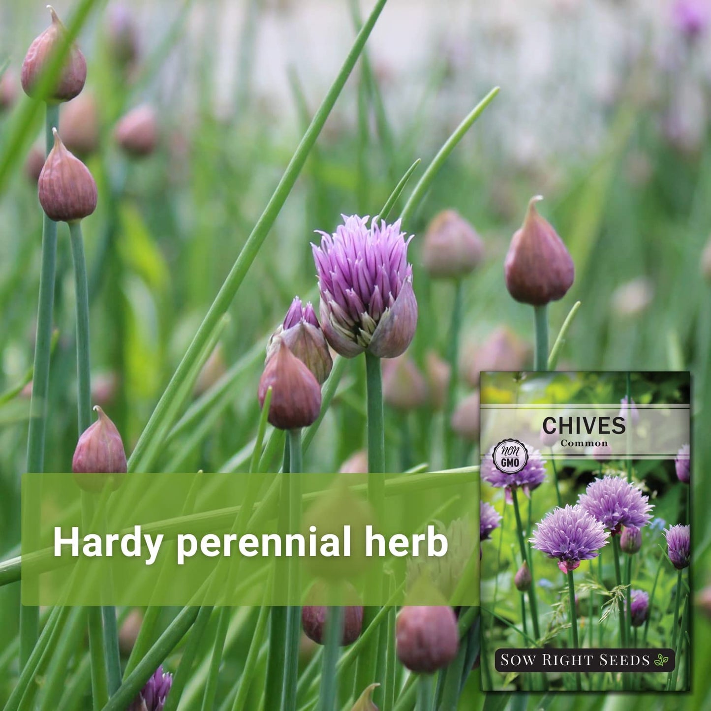 - Common Chives Seed for Planting - Non-Gmo Heirloom Packet with Instructions to