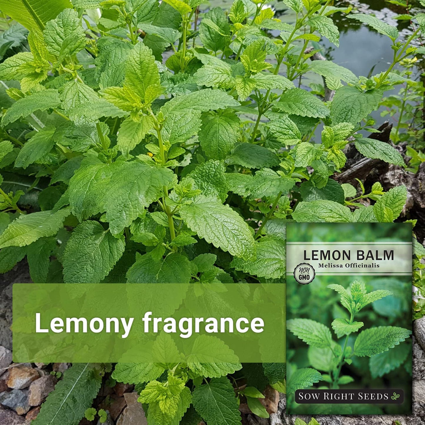 - Lemon Balm Seeds for Planting - Non-Gmo Heirloom Packet with Instructions - Ea