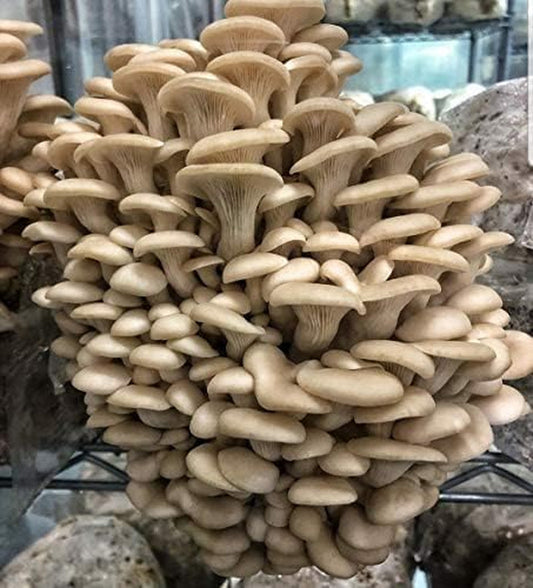 100 Pearl Oyster Mushroom Plug Spawn to Grow Gourmet Medicinal Mushrooms at Home