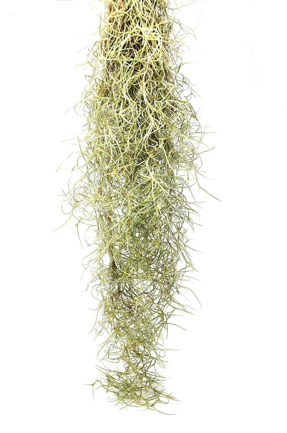 House Plant Shop | Spanish Moss | Live Air Plant | Free Care Guide