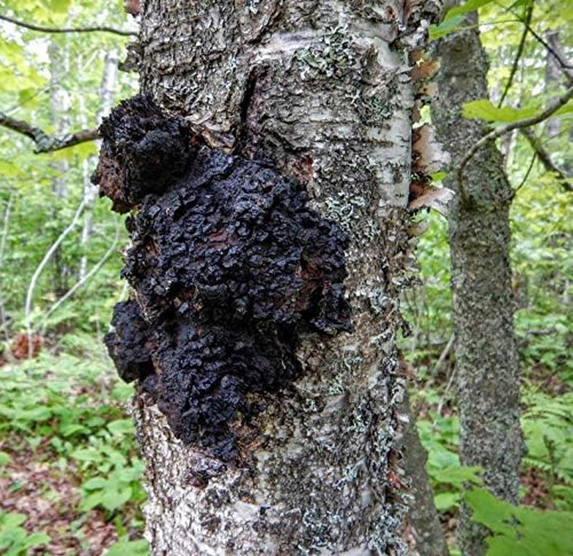 Gourmet and Medicinal Mushroom Cultures (Chaga Mushroom (Inonotus Obliquus))