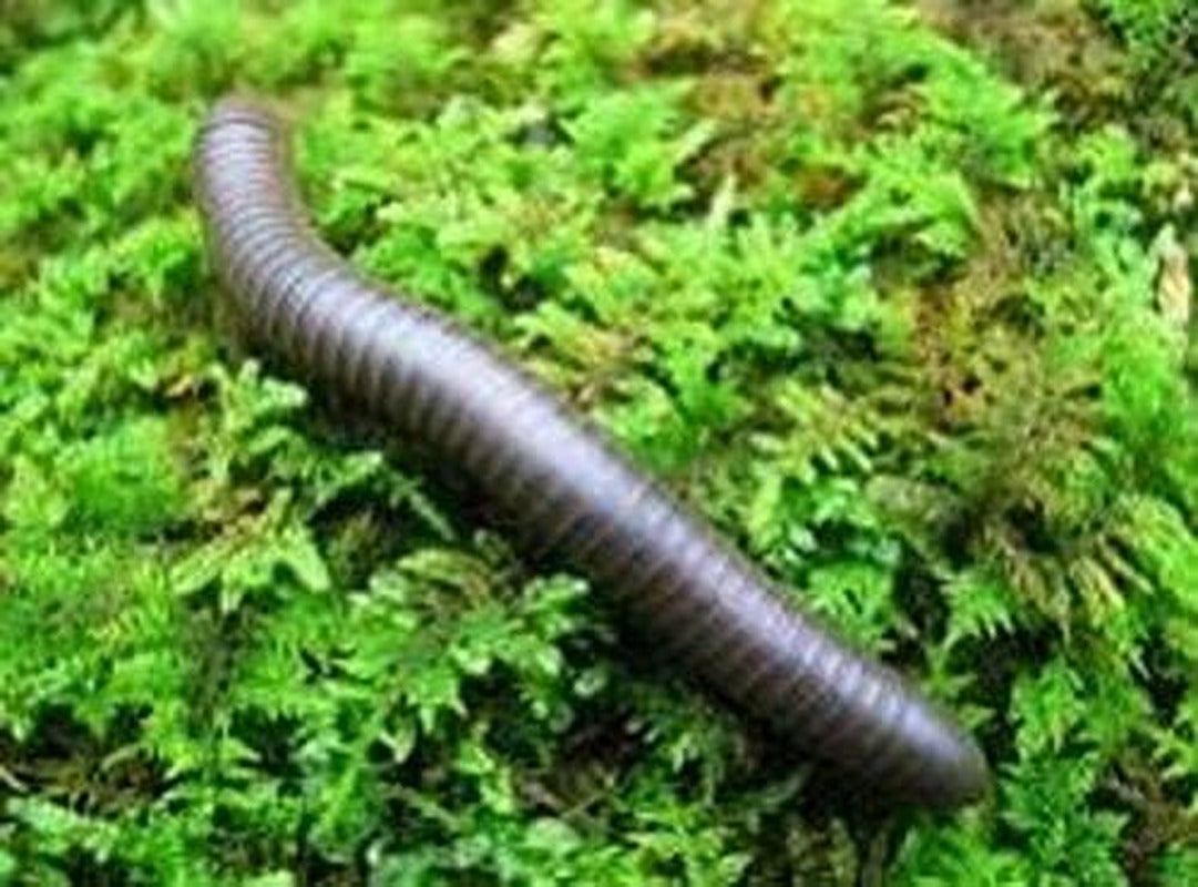 Live Smoky Oak Millipede (NARCEUS GORDANUS) Educational & Fun