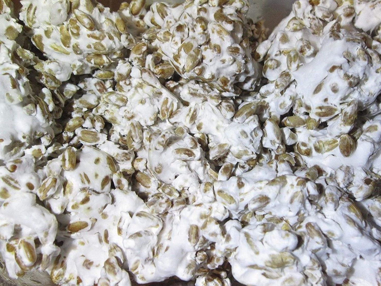 100 Grams/4 Oz of Blue Oyster Mushroom Spawn Mycelium to Grow Gourmet and Medici