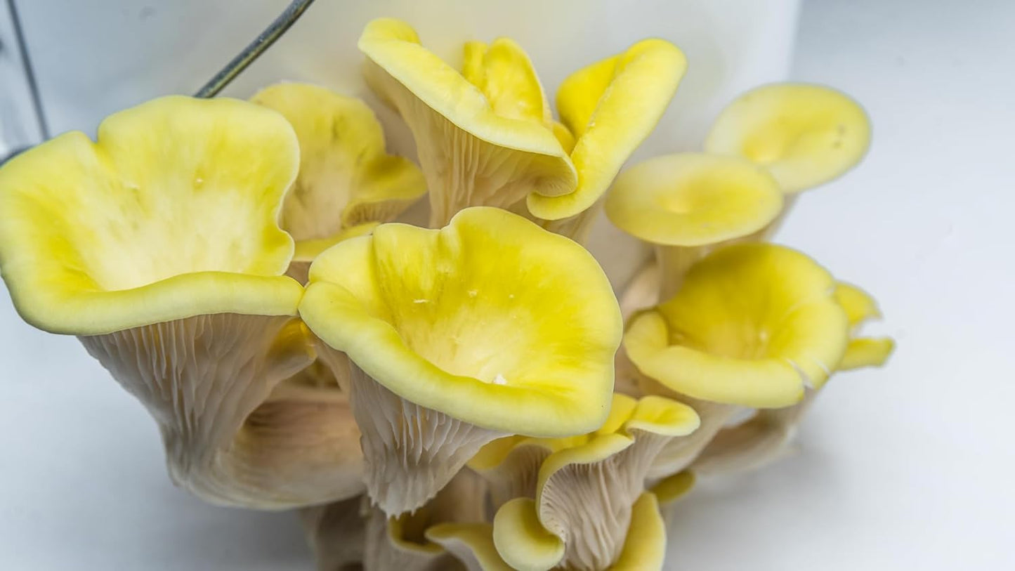 OG | Oyster Mushroom Grow Kit | Yellow Oyster Mushroom |Reusable | Easy to Use|