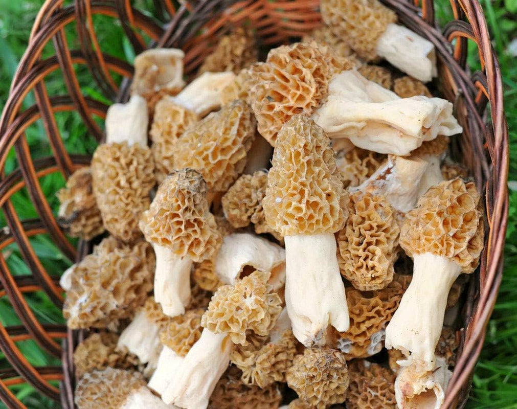 | Morel Mushrooms Spores 40 Grams in Sawdust Bag - Morchella Esculenta, True Mor