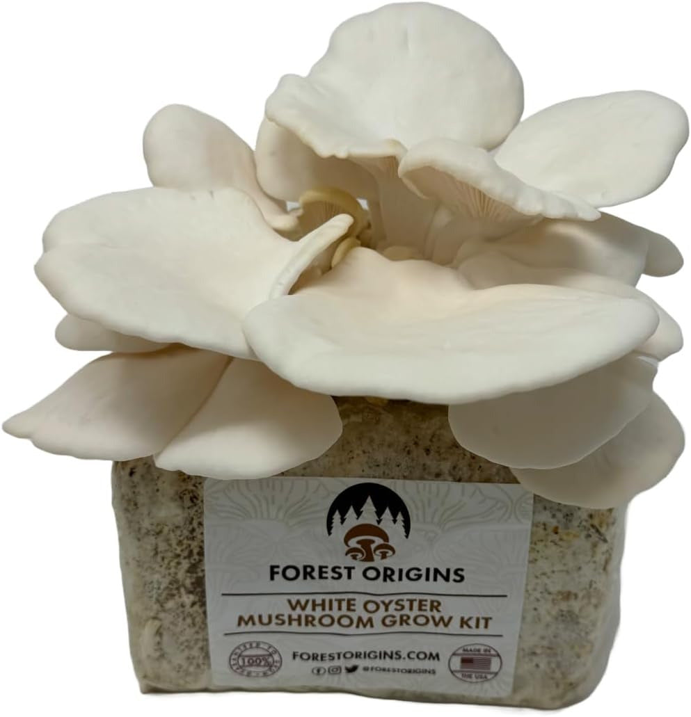 White Oyster Mushroom Grow Kit, Beginner Friendly & Easy to Use, Grows in 10 Day