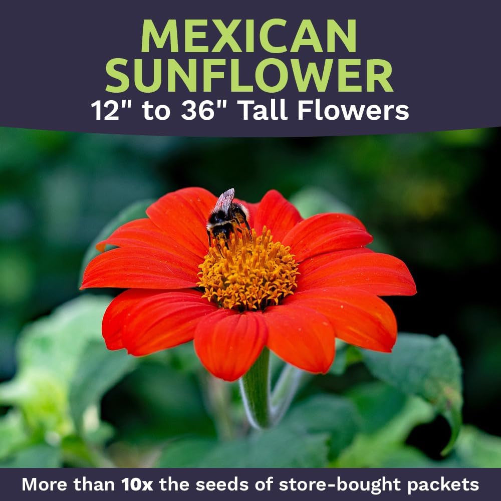 Mexican Sunflower Seeds – Extra Large Packet – over 2,500 Open Pollinated Non-Gm