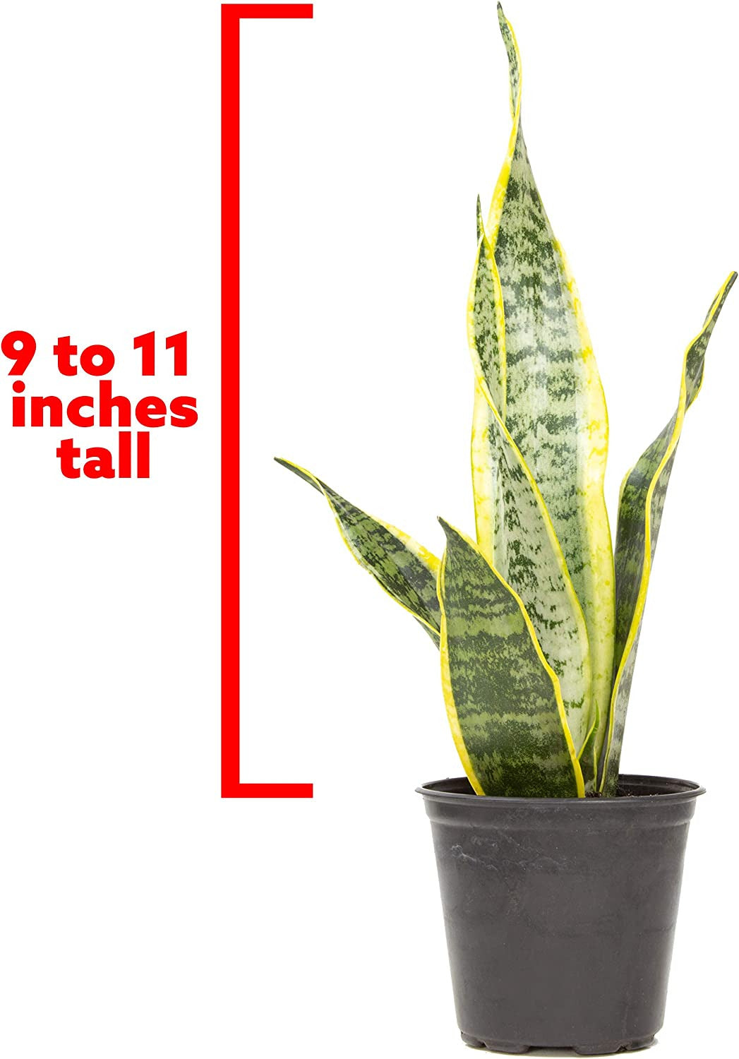 Live Snake Plant, Sansevieria Trifasciata Laurentii, Fully Rooted Indoor House P