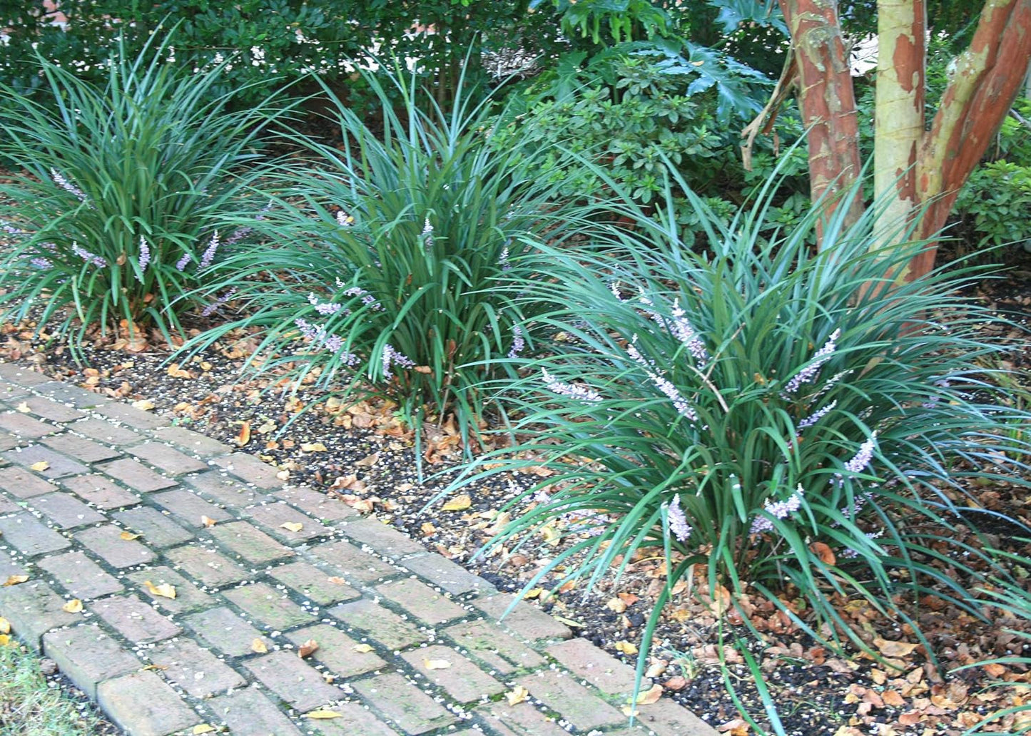 Evergreen Giant Liriope Muscari - 3 Live Plants - Drought Tolerant Low Maintenan