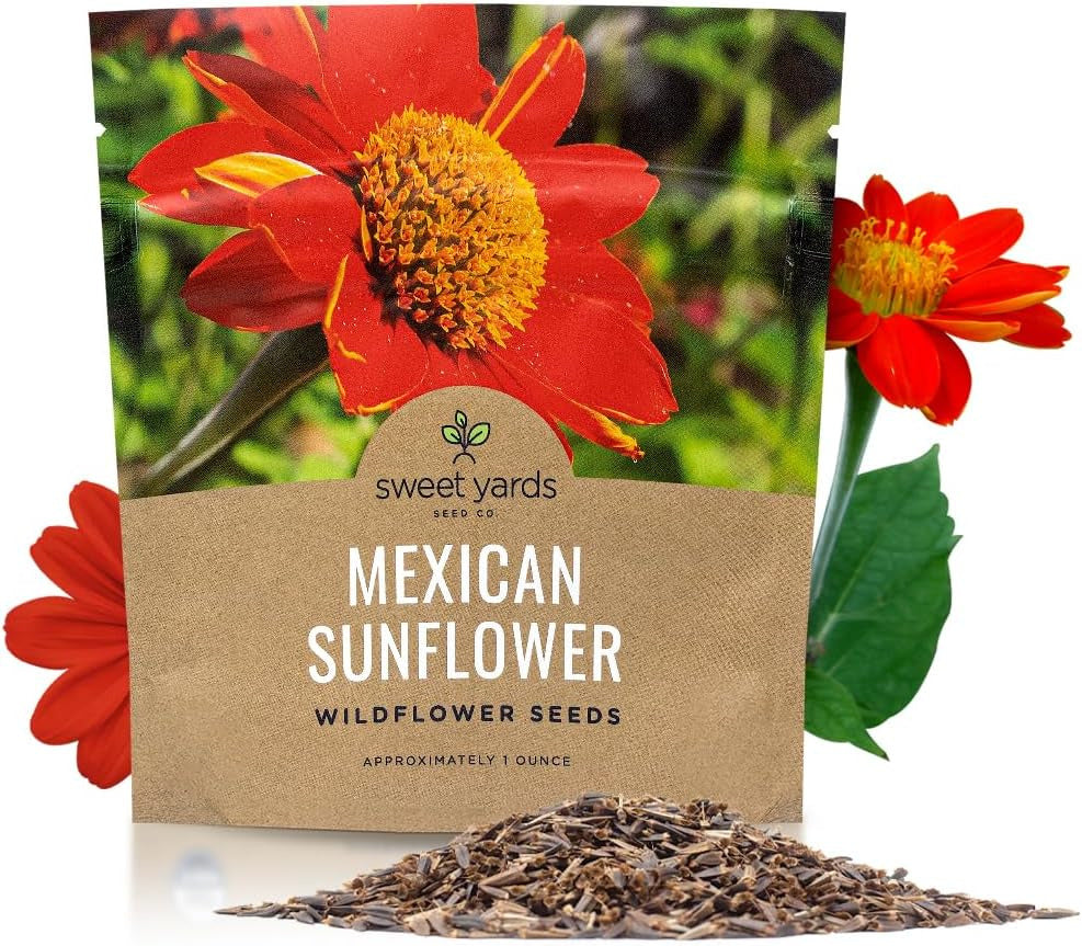 Mexican Sunflower Seeds – Extra Large Packet – over 2,500 Open Pollinated Non-Gm