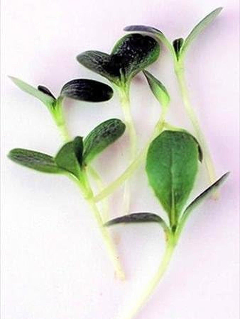 Endive Seeds, Broad Leaf Batavia: 5 Lb - Bulk, Non-Gmo Garden Seeds - Grow Micro