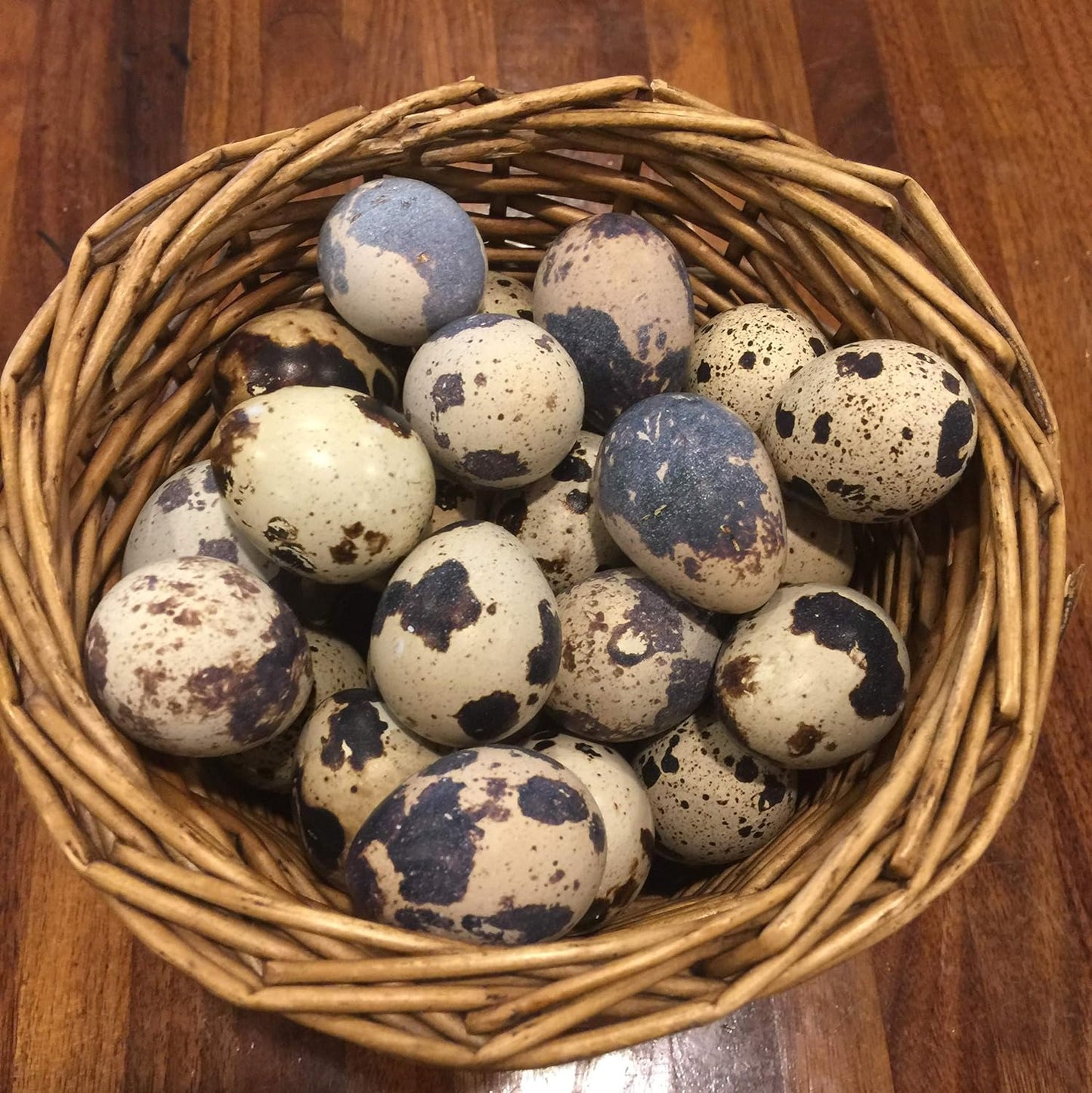 30 Hatching Eggs - Jumbo Brown - Coturnix Quail