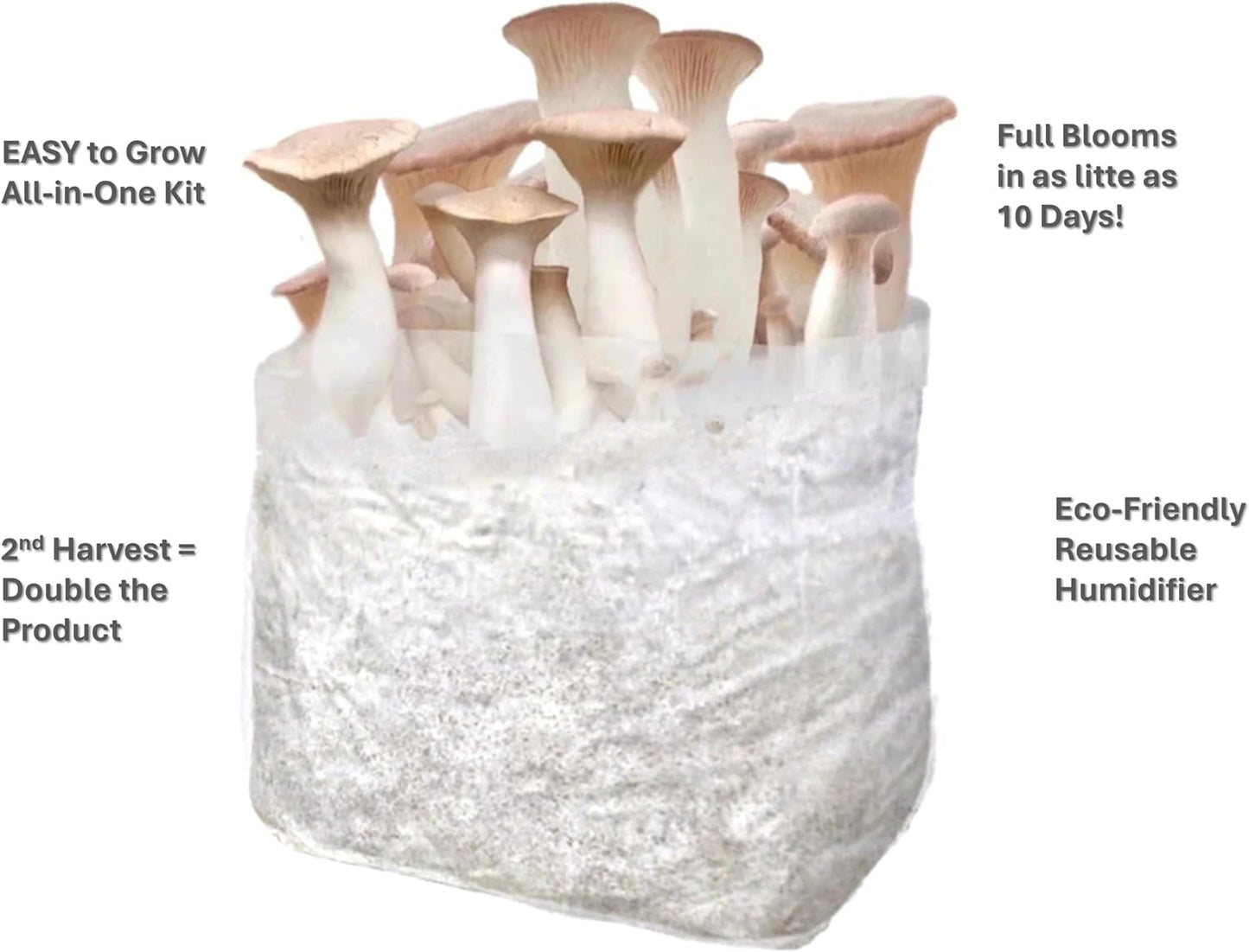 King Trumpet Mushroom Grow Kit | Spray & Grow Kit | USDA Certified Organic, Non-