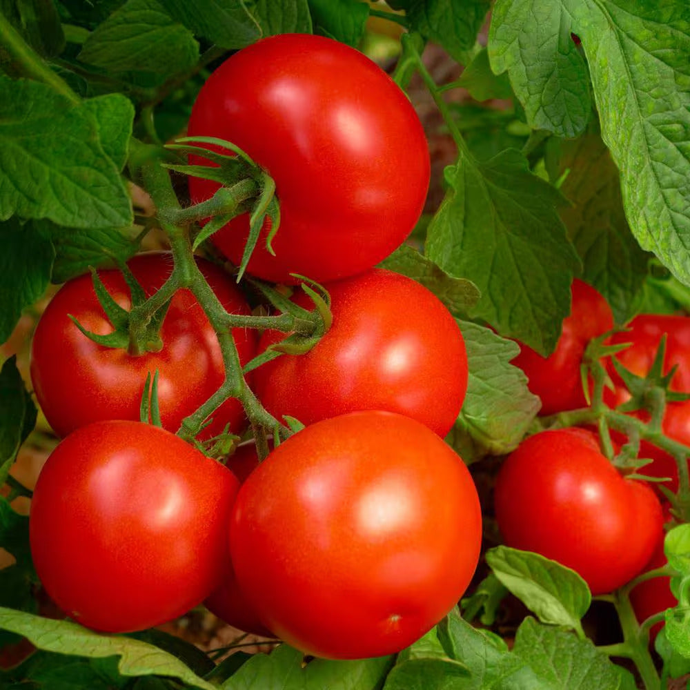 2.25 Lbs. Organic Tomato and Vegetable Plant Food