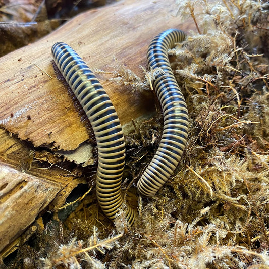 Ivory Millipedes (Two) (Chicobolus Spinigerus) Educational-Fun