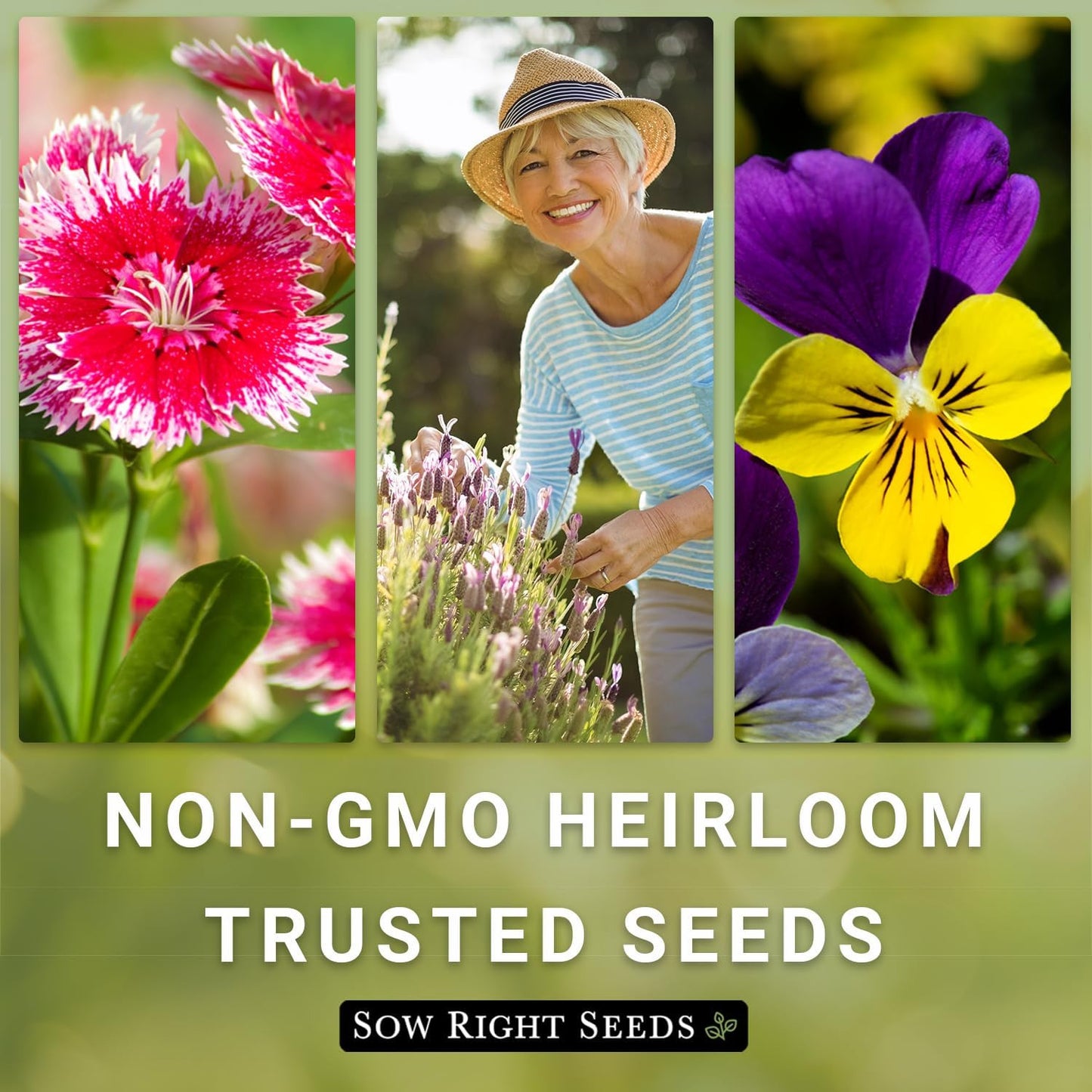 - Mixed Sunflower Seeds for Planting - Non-Gmo Heirloom Packet with Instructions