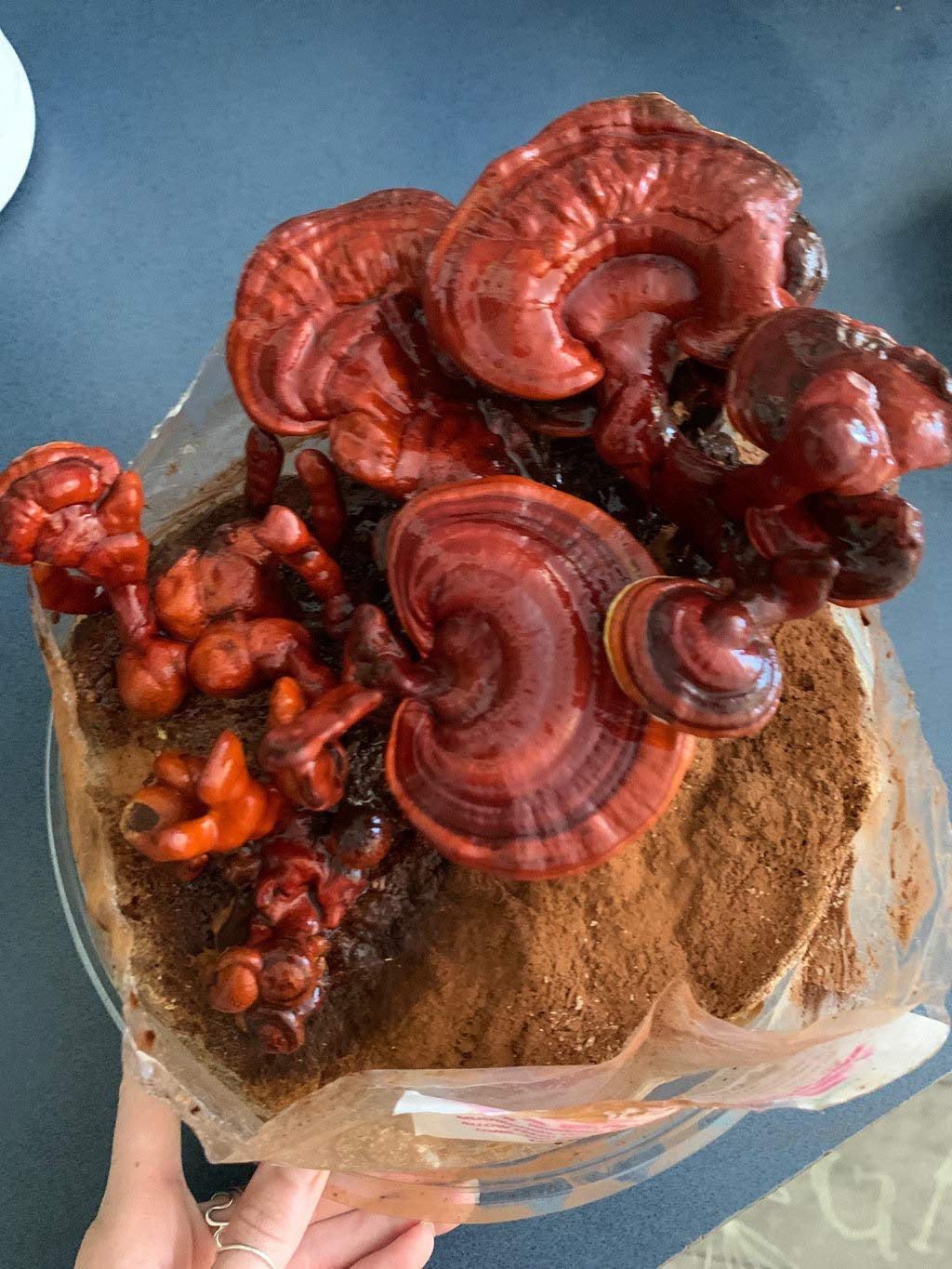 Mushroom Man LLC, Reishi Mushroom Kit - Indoor Growing Kit.