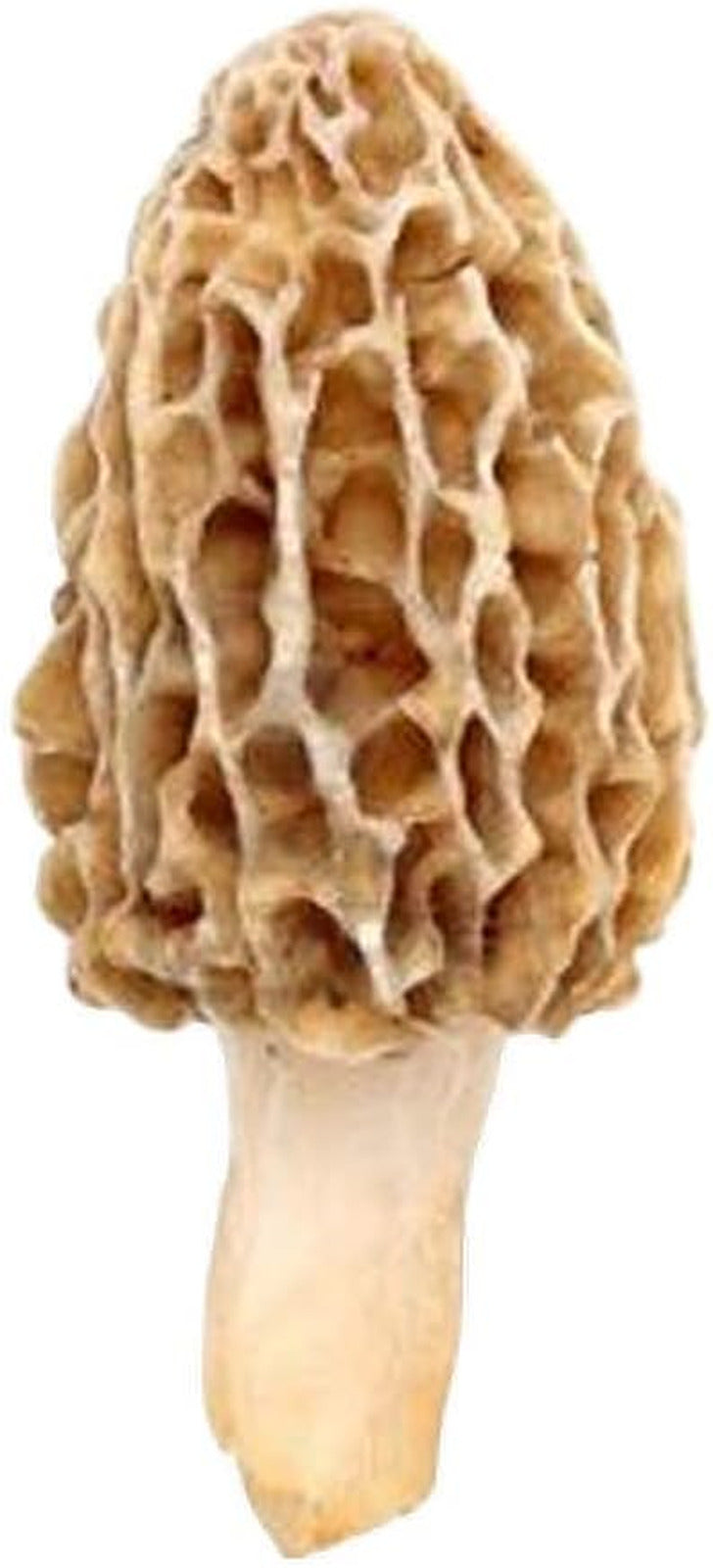 | Morel Mushrooms Spores 40 Grams in Sawdust Bag - Morchella Esculenta, True Mor