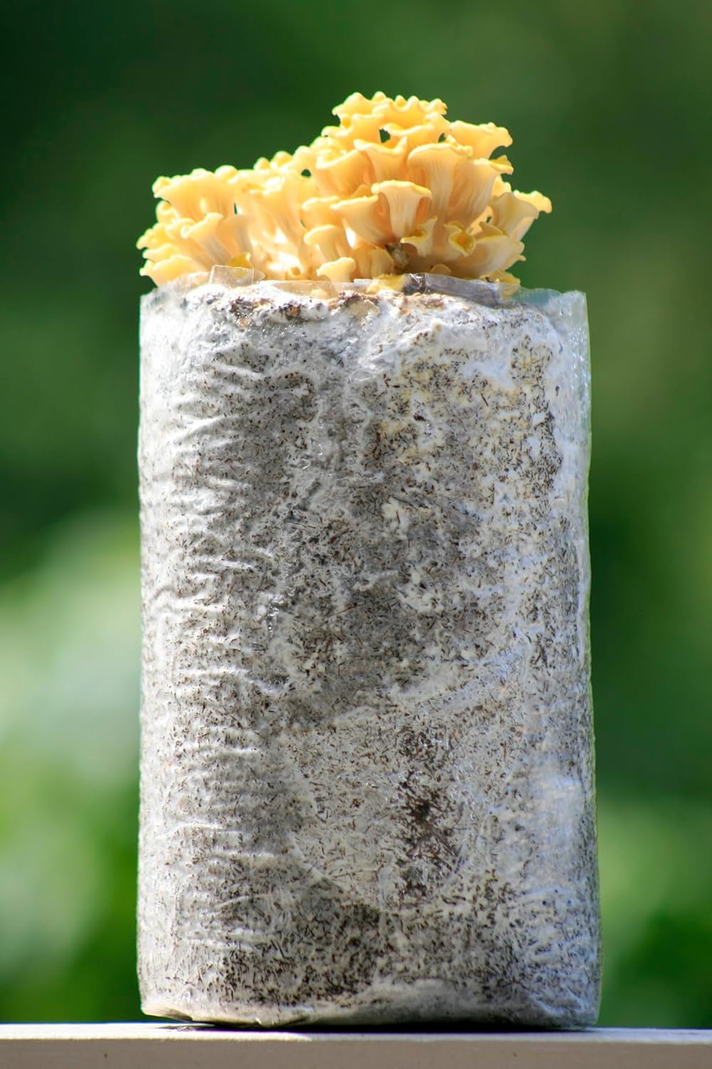 —Golden Oyster Mushroom Grow Kit