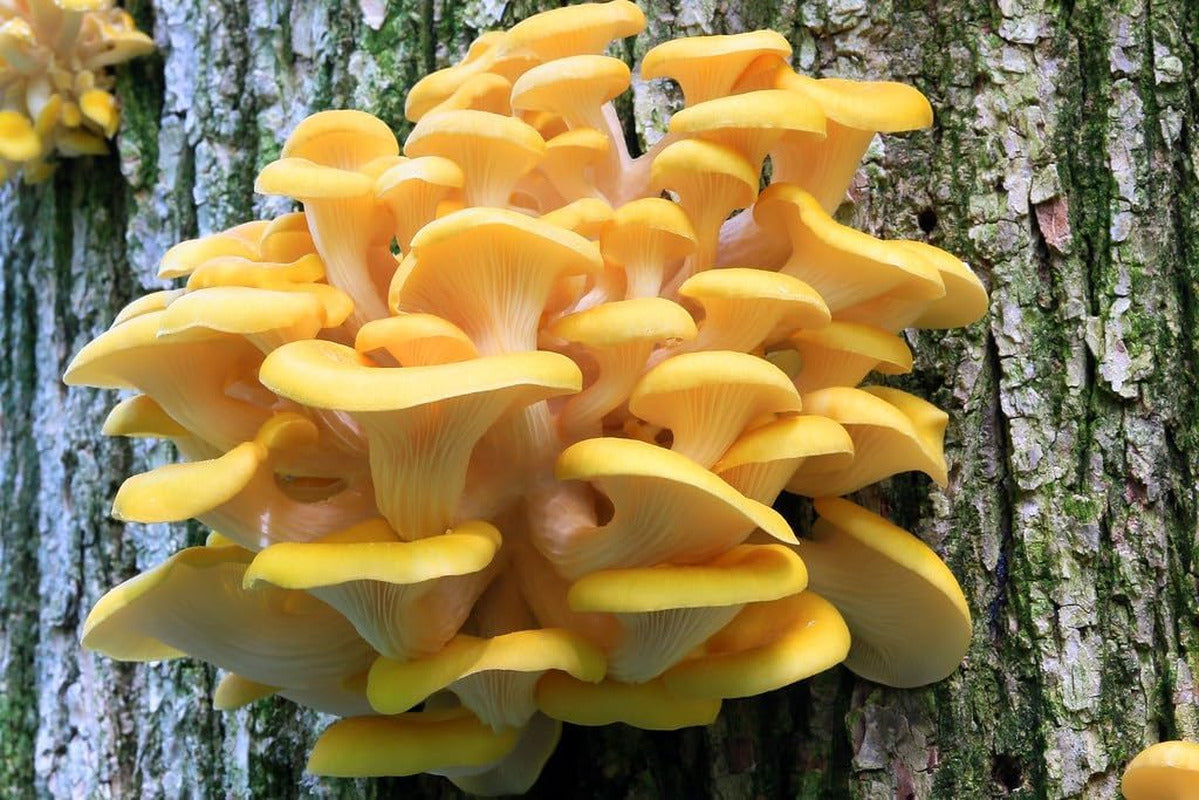 100 Golden Oyster Mushroom Plug Spawn to Grow Gourmet Medicinal Mushrooms at Hom