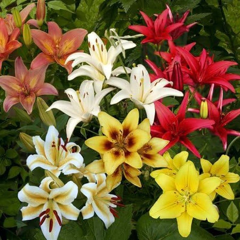 Asiatic Lilies Mix (10 Pack of Bulbs) - Freshly Dug Perennial Lily Flower Bulbs