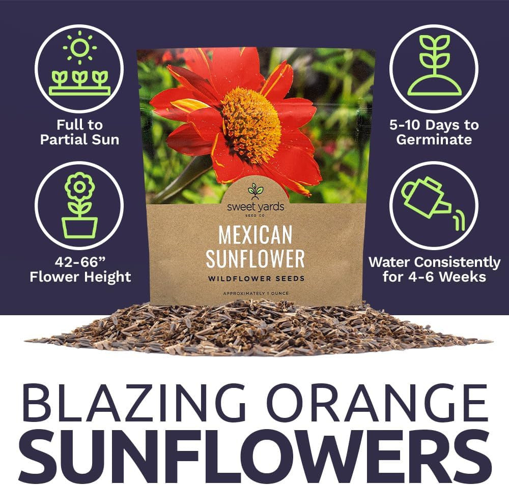 Mexican Sunflower Seeds – Extra Large Packet – over 2,500 Open Pollinated Non-Gm