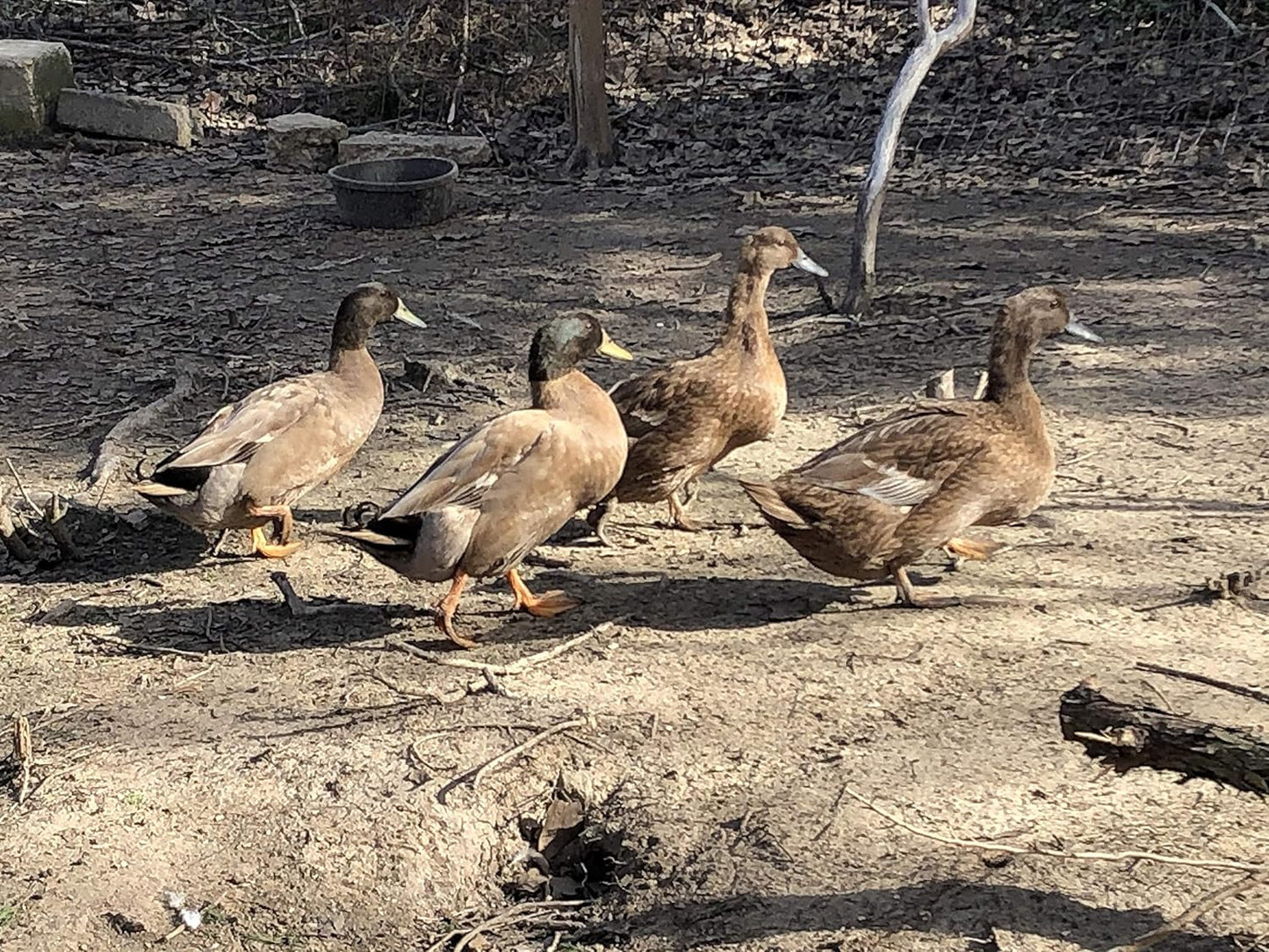 Duck Eggs, Fertile Eggs, 6 Eggs for Hatching