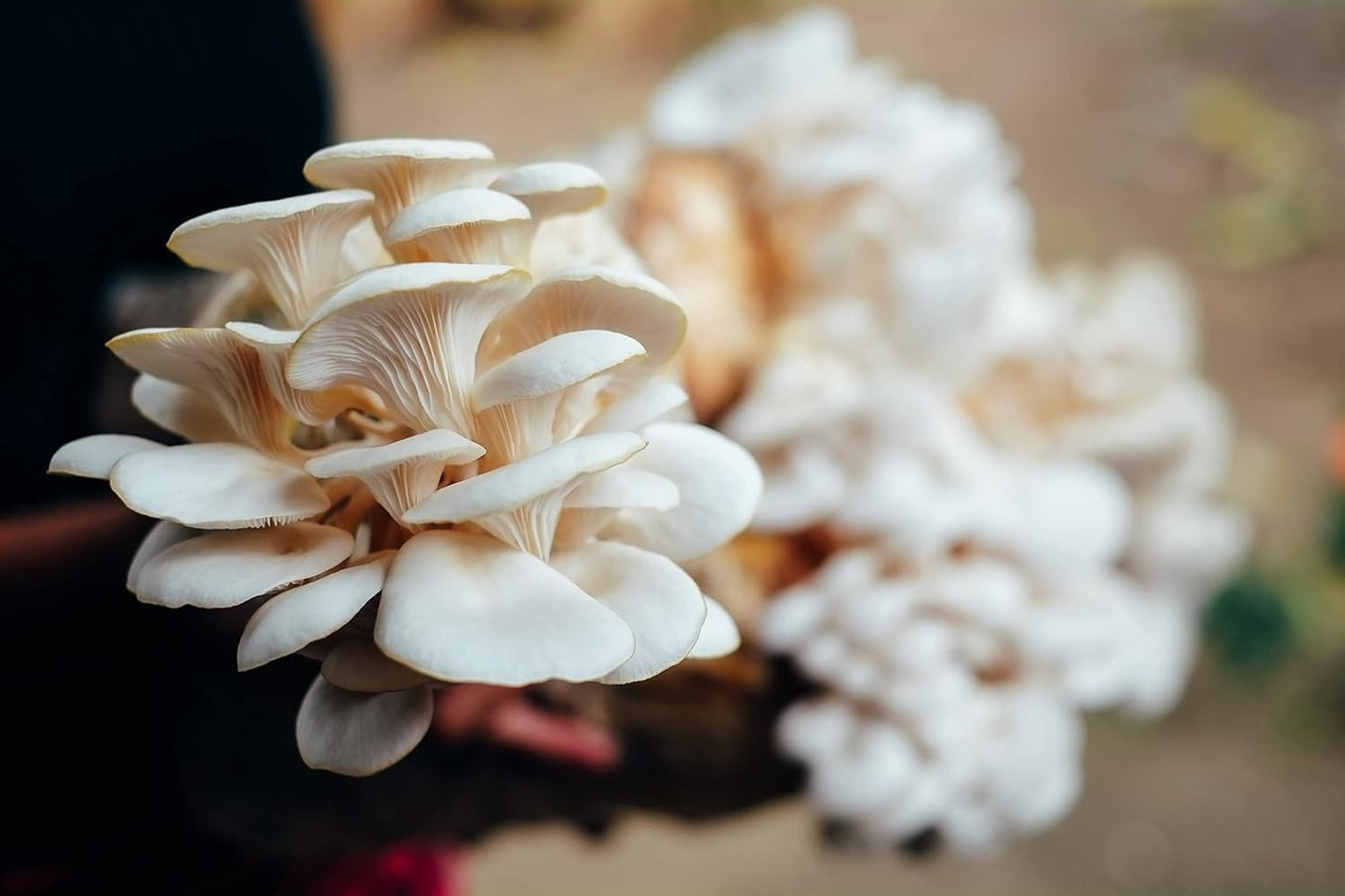 White Oyster Mushroom Grow Kit - Grow Your Own Mushrooms at Home - Indoor Vegeta