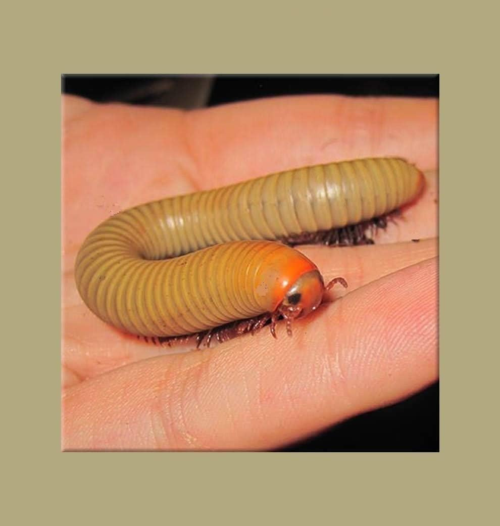 Live Smoky Oak Millipede (NARCEUS GORDANUS) Educational & Fun