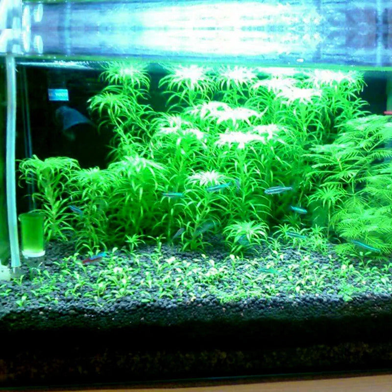 Aquarium Water Grass Mud Plant Seed Soil Fish Tank Bottom Sand Nutrient Soil Bla