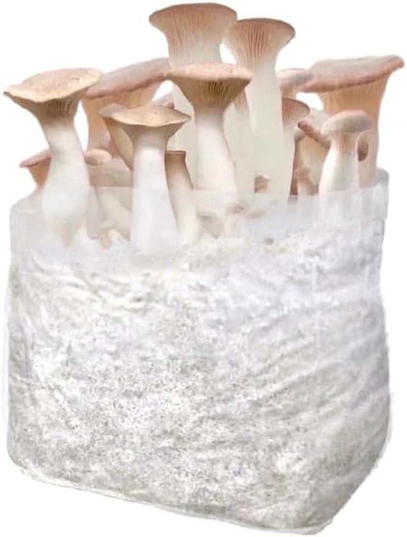 King Trumpet Mushroom Grow Kit | Spray & Grow Kit | USDA Certified Organic, Non-