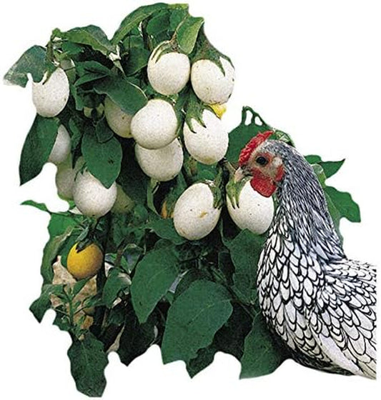 Easter Egg Plant Seeds